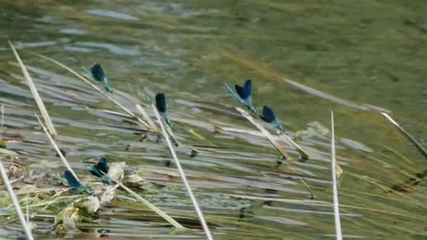 青いトンボが川草の上に座っているし、風に揺れる — ストック動画