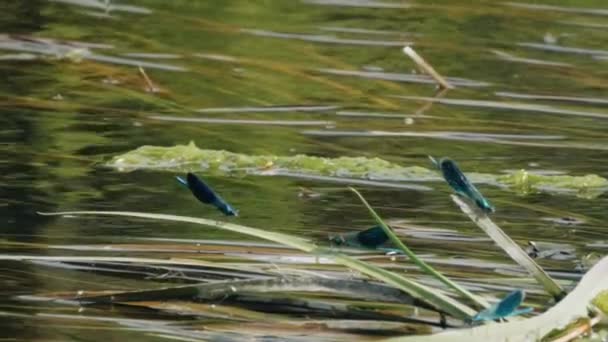Libélula azul se sienta en la hierba del río y se balancea en el viento — Vídeo de stock