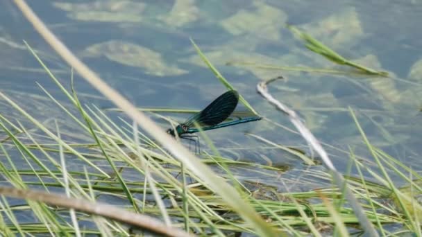 蓝色蜻蜓坐在河上的草地上, 在风中摇摆 — 图库视频影像