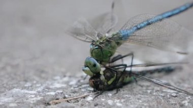 Yusufçuk mücadele. Kuralsız dövüş. Başka bir dragonflys kafasını dragonfly ısırmış.