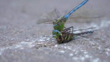 Yusufçuk mücadele. Başka bir dragonflys kafasını dragonfly ısırmış.