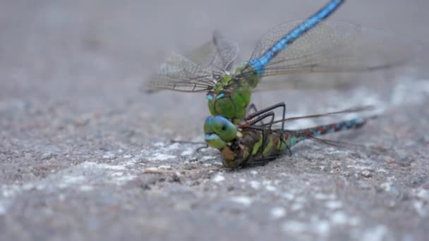 Dragonfly strijd. Dragonfly beet een andere libellen hoofd. — Stockvideo