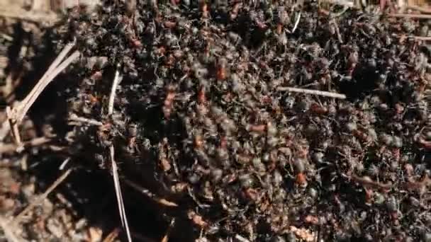 Anillo con hormigas de madera roja en primavera de cerca . — Vídeo de stock