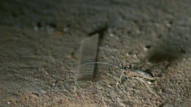 Barbel böceği uzun antenini hareket ettirir ve düşmanı korkutur. Kabuk böceği. Cerambycidae