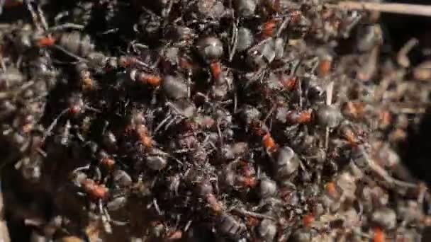 Ameisenhaufen mit roten Waldameisen im Frühling aus nächster Nähe. Makro — Stockvideo