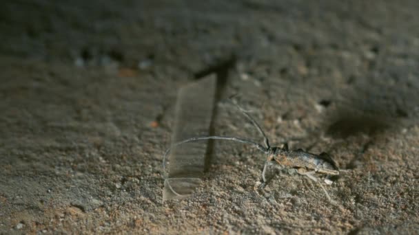 El escarabajo bárbaro mueve sus largas antenas y asusta al enemigo. Escarabajo de la corteza. Cerambycidae — Vídeo de stock