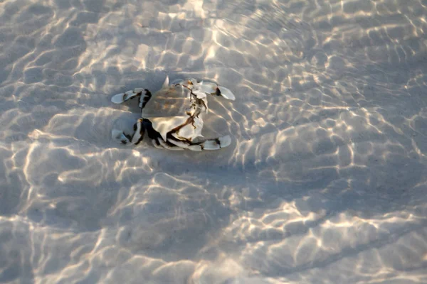 Краб Отшельник Песке Мелководьем Солнечными Лучами Поверхности Воды — стоковое фото