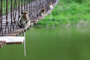 Uzun kuyruklu maymun ya da Tayland planda yeşil doğa ile eski asma köprü üzerinde oturan Yengeç yiyen makak.