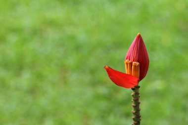 Yeşil doğa arka plan ile bahçede çiçekli muz veya Musa ornata Roxb