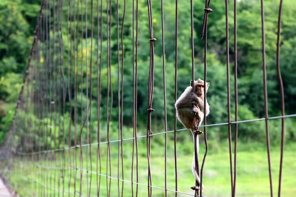 Singe Longue Queue Macaque Mangeur Crabe Assis Sur Vieux Pont — Photo