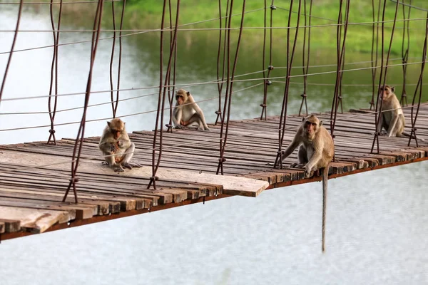 Singe Longue Queue Macaque Mangeur Crabe Assis Sur Vieux Pont — Photo