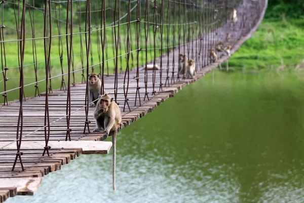 Long Tailed Monkey Crab Eating Macaque Sitting Old Suspension Bridge — Stock Photo, Image