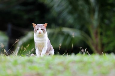 Güzel kedi bahçedeki çimlerin üstünde. Doğa arka plan