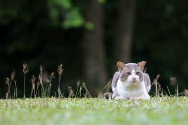 Güzel kedi bahçedeki çimlerin üstünde. Doğa arka plan.