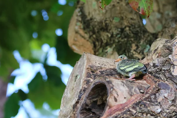 Newborn Baby Green Pigeons Bird Watching Forest Tree Garden Nature — Stock Photo, Image