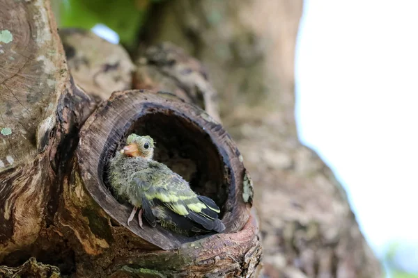 Newborn or Baby Green pigeons bird watching the forest on the tree in the garden.Nature background.