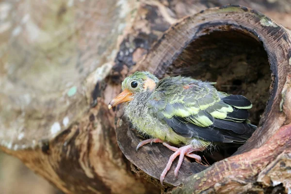Recém Nascido Bebê Pombos Verdes Pássaro Observando Floresta Árvore Jardim — Fotografia de Stock
