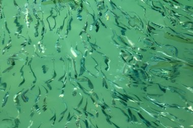 Güneş ışığı yansıtan deniz su yüzeyinin altında küçük balık milyonlarca