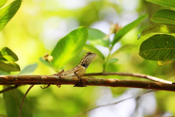 タイの動物 背景が緑の自然庭園で木の枝にトカゲ — ストック写真