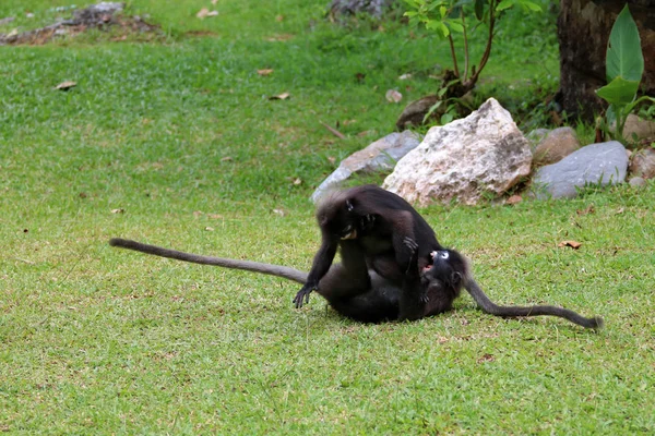 Wild Animals Leaf Monkey Dusky Langur Fighting Biting Lawn Garden — Stock Photo, Image