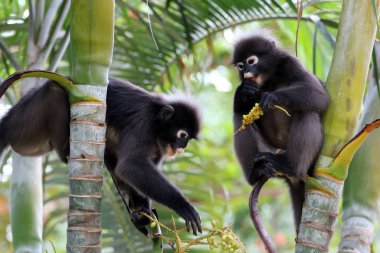 Yaprak maymun ya da gölgeli langur, vahşi hayvanlar meyve veya tembul fındık Bahçe, yaban hayatı Tayland ağaçlarda yiyorsun