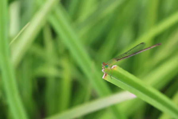 Een Kleine Lange Tailed Groene Dragonfly Bladeren Tuin Dieren Thailand — Stockfoto