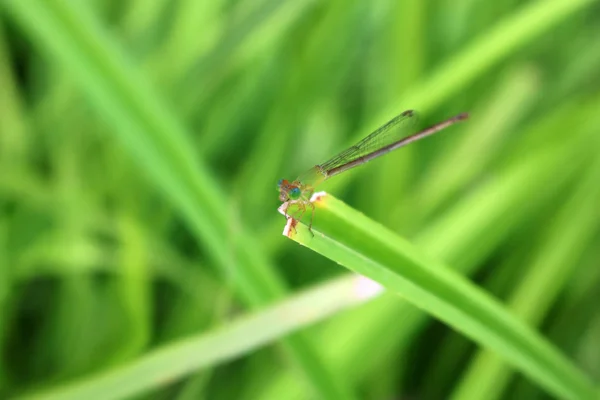 Een Kleine Lange Tailed Groene Dragonfly Bladeren Tuin Dieren Thailand — Stockfoto