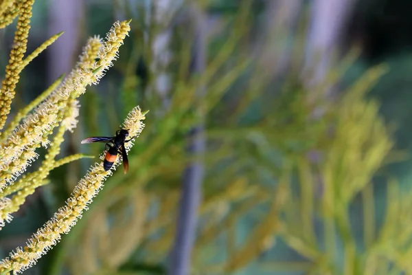 黄蜂和蜜蜂在花园的槟榔花的花粉周围飞来飞去 — 图库照片