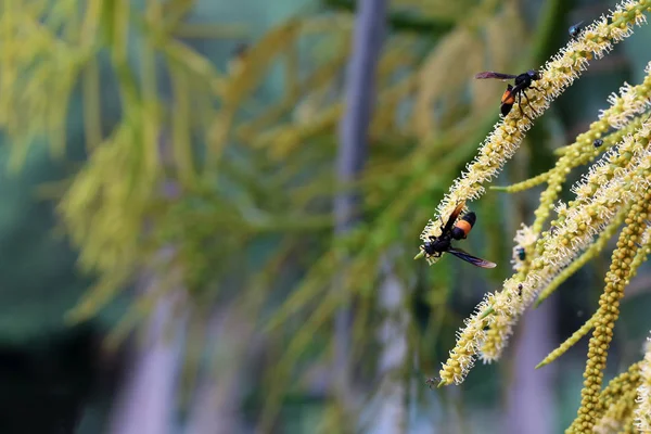 Оса Пчелы Летают Рой Вокруг Пыльцы Бетель Пальмы Цветения Саду — стоковое фото