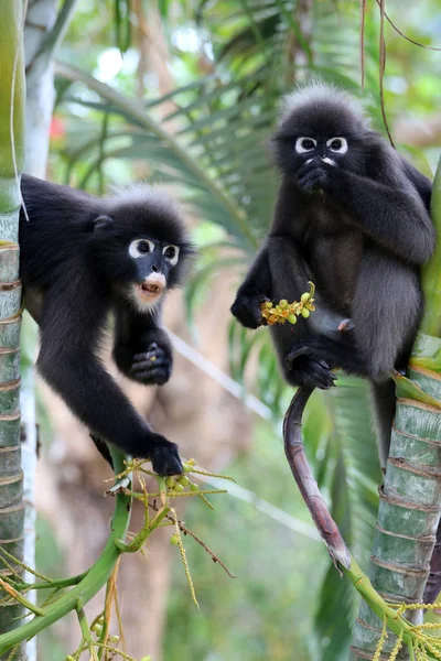 Mono Hojas Langur Oscuro Los Animales Salvajes Están Comiendo Frutas —  Fotos de Stock