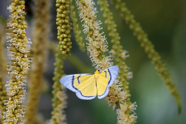 Желтая Бабочка Летит Роет Пухлый Цветок Бетель Пальмы Саду — стоковое фото