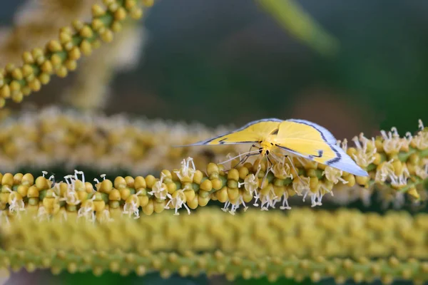 Papillon Jaune Volant Essaim Pollen Fleur Palmier Bétel Dans Jardin — Photo