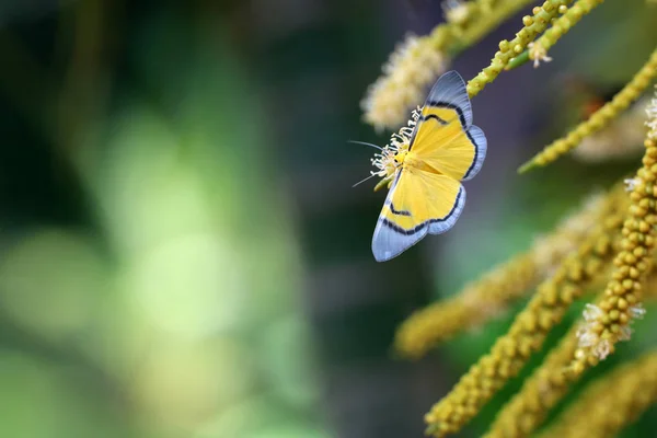 Желтая Бабочка Летит Роет Пухлый Цветок Бетель Пальмы Саду — стоковое фото