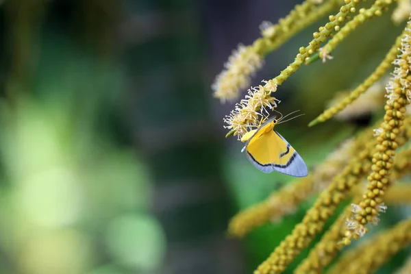 Sarı Kelebek Uçan Tembul Palm Bir Polen Sürüsü Bahçede Çiçek — Stok fotoğraf