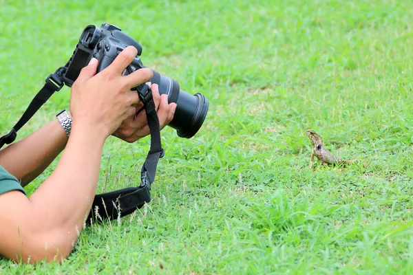 Fotograf Leżące Ziemi Robić Zdjęcia Jaszczur Lub Kameleon Trawniku — Zdjęcie stockowe