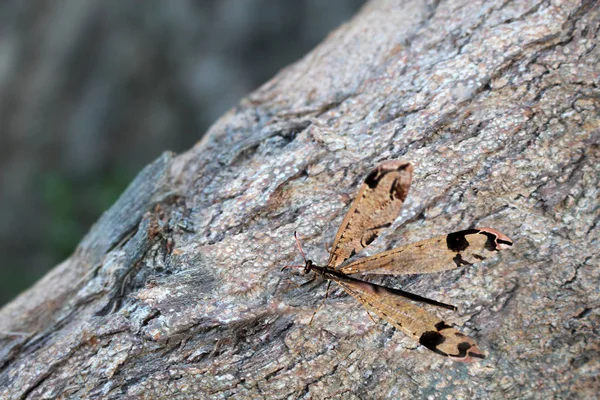 Dragonfly Met Mooie Vleugels Boom Achtergrond Van Natuur — Stockfoto