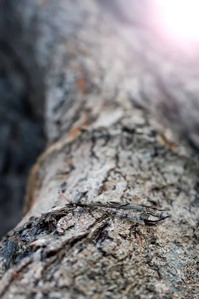 Vážka Krásnou Křídly Stromě Přírodní Pozadí — Stock fotografie
