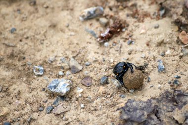 Siyah böcekler bahçede toprak bir top haddeleme. Doğa arka plan.