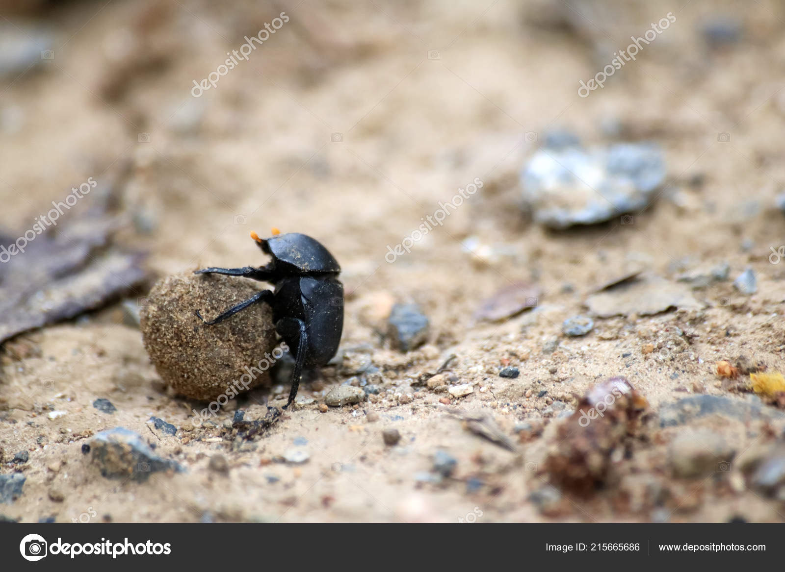 Black Beetles Rolling Ball Soil Garden Nature Background Stock