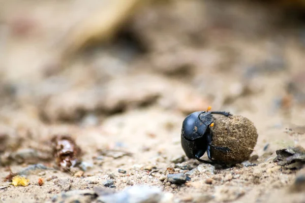 Schwarze Käfer Wälzen Einen Ball Erde Den Garten Natur Hintergrund — Stockfoto