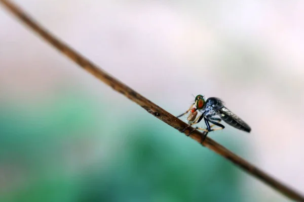 Grande Insetto Che Mangia Piccoli Insetti Nel Giardino Sfondo Verde — Foto Stock