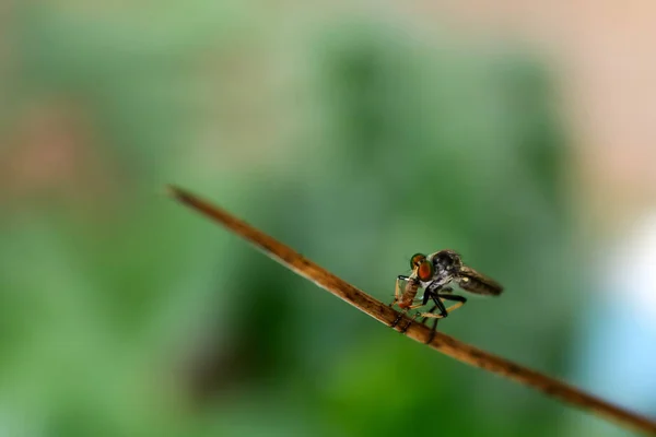 Stor Insekt Som Äter Små Insekter Trädgården Grön Natur Bakgrund — Stockfoto