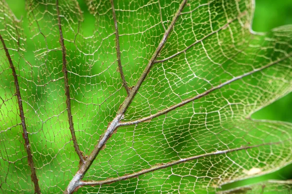 Μοτίβα Φύλλων Ίνες Σάπιοι Αποσυντίθεται Πράσινη Φύση Φόντο — Φωτογραφία Αρχείου
