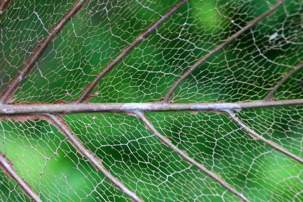 Modelli Fibre Fogliari Decomposto Decomposto Sfondo Verde Natura — Foto Stock