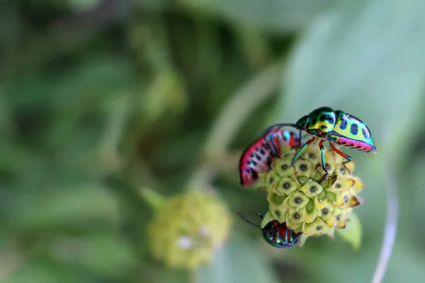 Bel Insecte Vert Émeraude Coléoptère Sur Une Fleur Dans Jardin — Photo