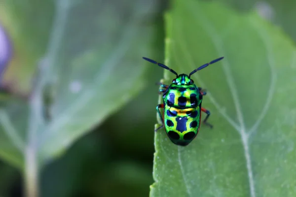 Piękny Szmaragdowy Zielony Owad Lub Beetle Kwiaty Ogrodzie — Zdjęcie stockowe