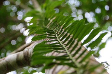 Asma veya kauçuk Ekim alanı ağacında üzerinde sürünen bitki dağcı