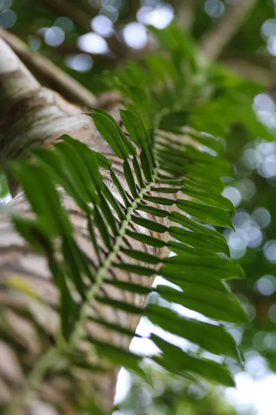 Vine or creeping plant climber on the tree in the rubber plantation