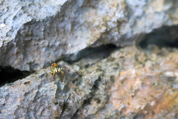 Cins Örümcek Ailesinin Salticidae Bahçede Örümcekler Atlama — Stok fotoğraf