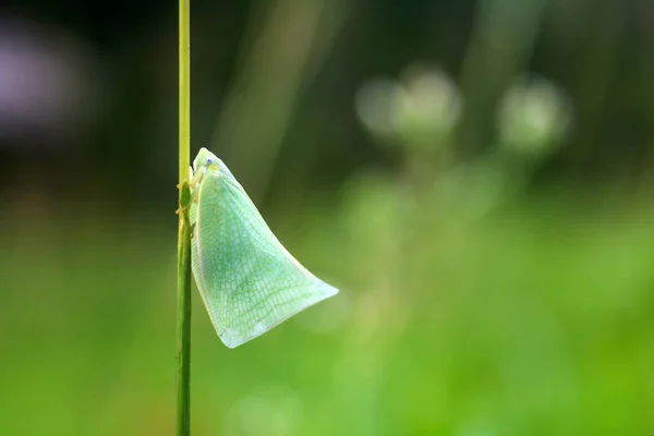 Northern Flatid Planthopper Species Flatormenis Proxima Green Grass Flower — Stock Photo, Image